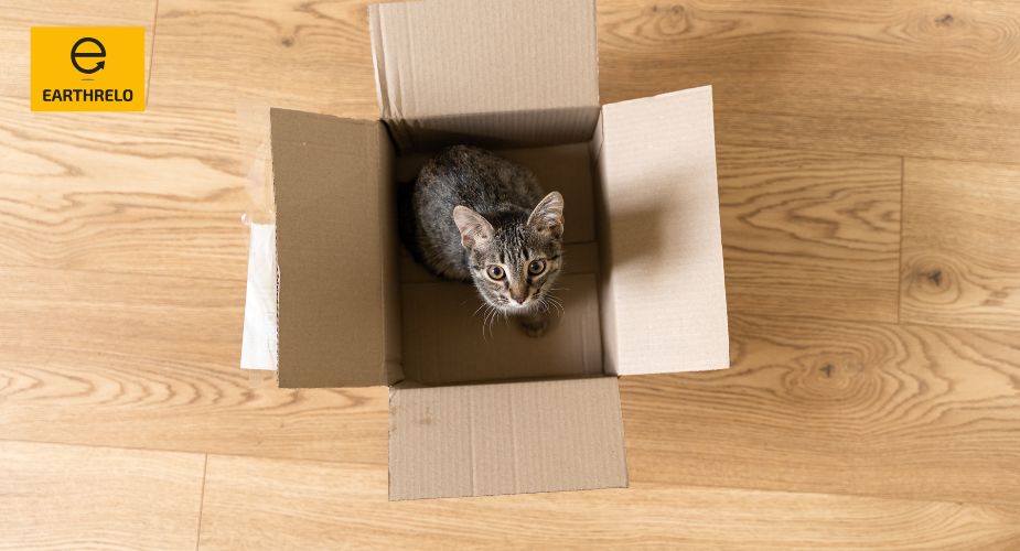 How To Move Cats Across Country - Earthrelo
