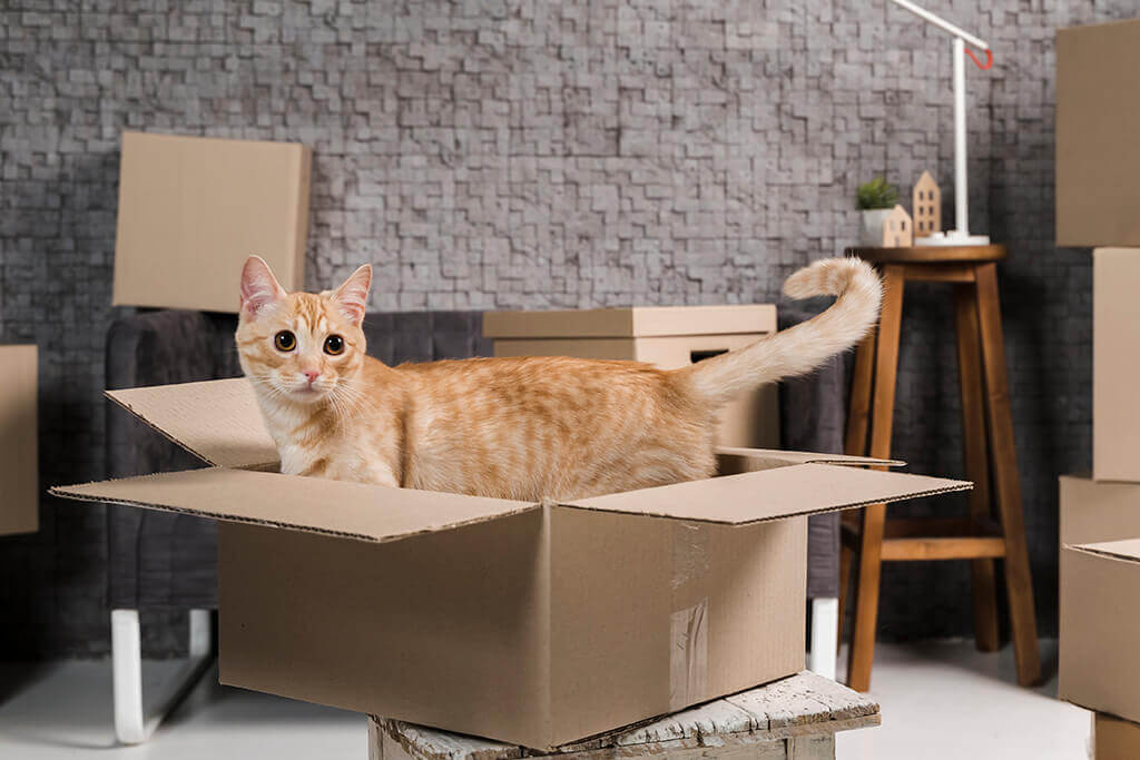 How To Move Cats Across Country - Earthrelo