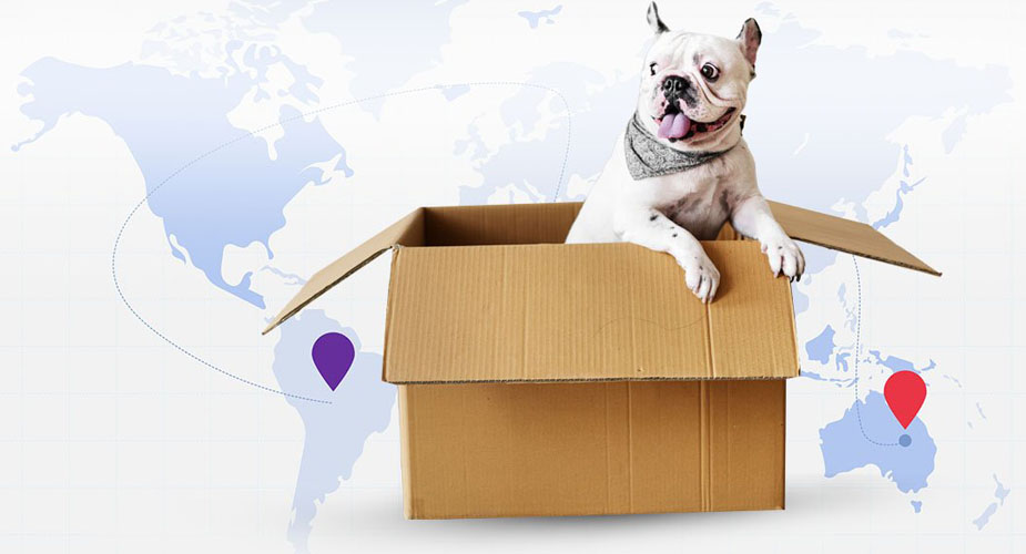 International Pet Relocation - Earthrelo