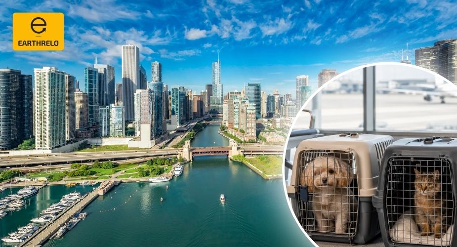 Pet Relocation Services in Chicago - Earthrelo